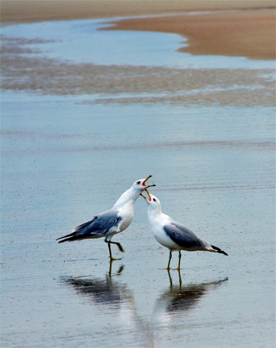 Spring Courtship