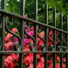 Bonaventure Cemetery