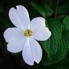 Single Dogwood Blossom