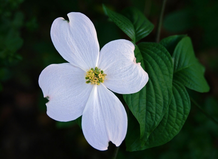 Single Dogwood Blossom