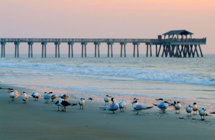 Early Morning Gathering