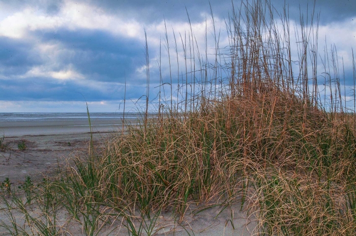 Sea Oats