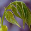 Spring Buds