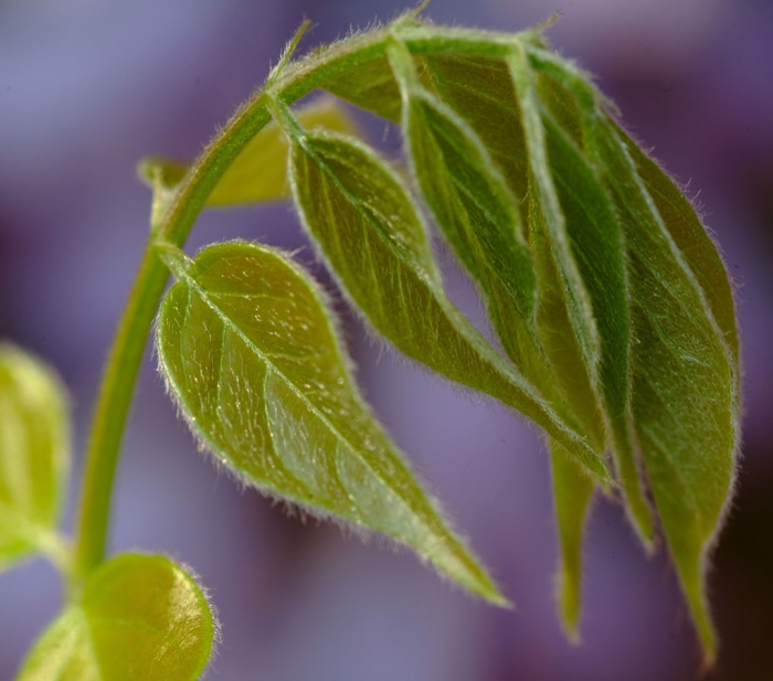 Spring Buds