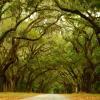 Wormsloe Live Oaks