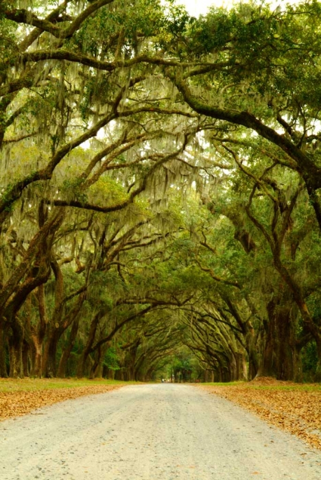 Wormsloe Live Oaks