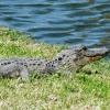 Big Gator at Fort Pulaski