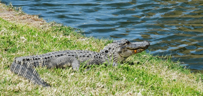 Big Gator at Fort Pulaski