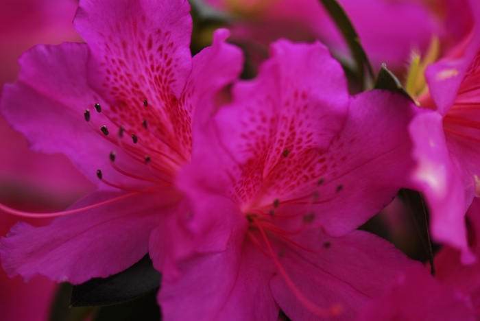 Bonaventure Azaleas