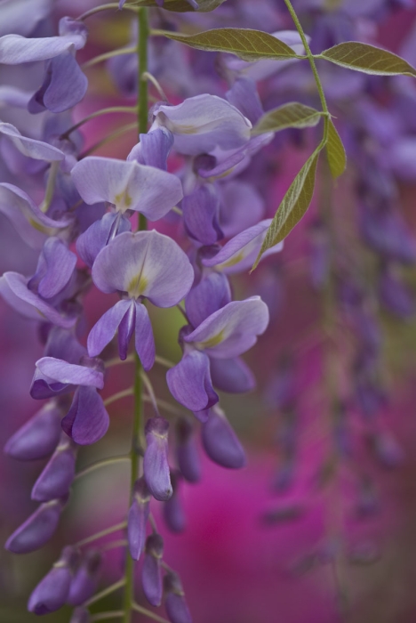 Wisteria