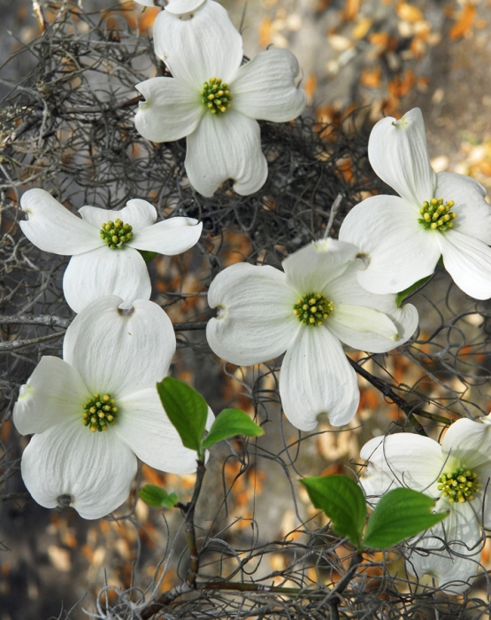 Dogwood & Spanish Moss