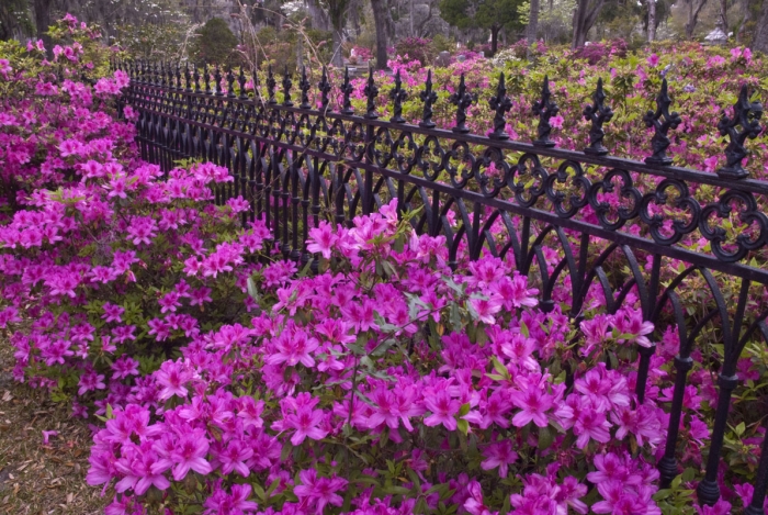 Bonaventure Azaleas