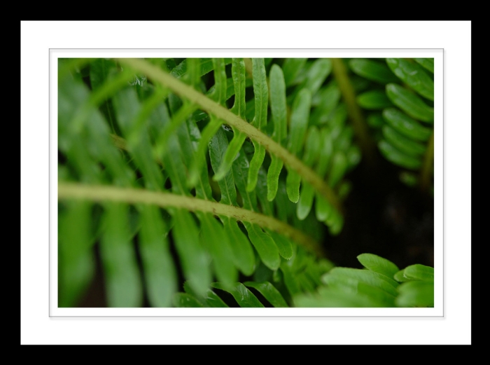 Fern Funnel