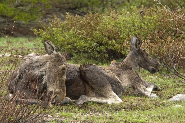 Ma Moose and Little One +