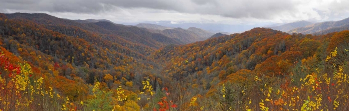 Near Newfound Gap - 2010