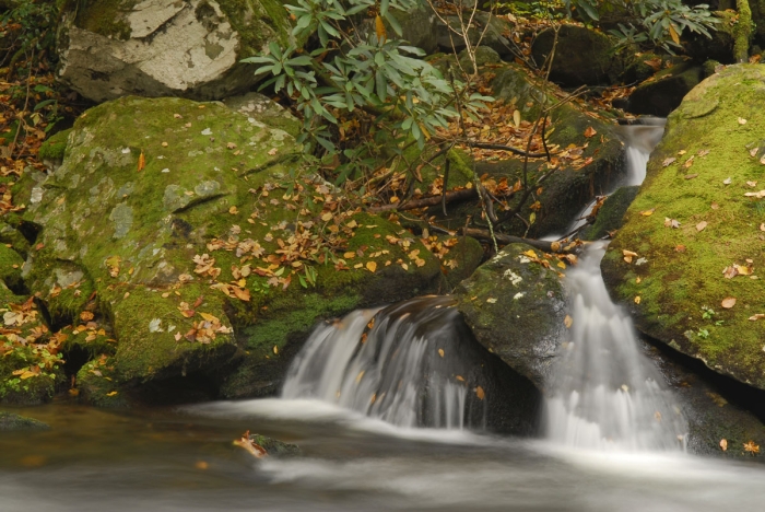 Smokies Spring