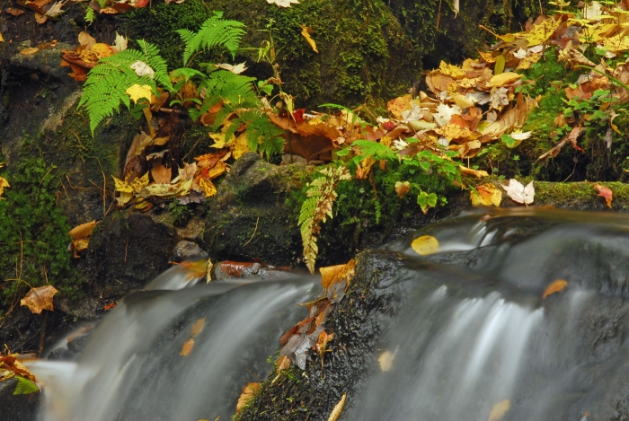 Falls and Ferns