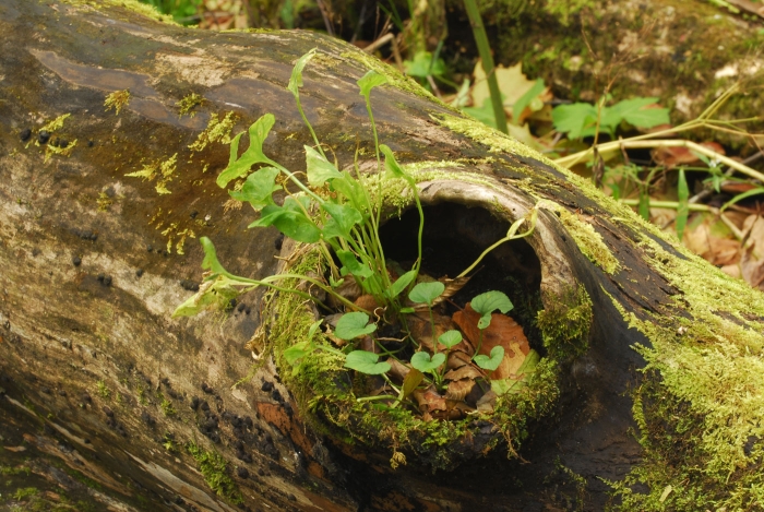 Natural Pot