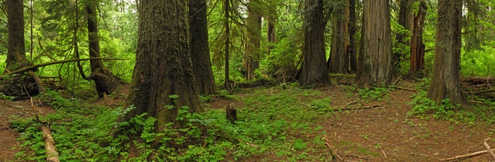 Grove of the Patriarchs +