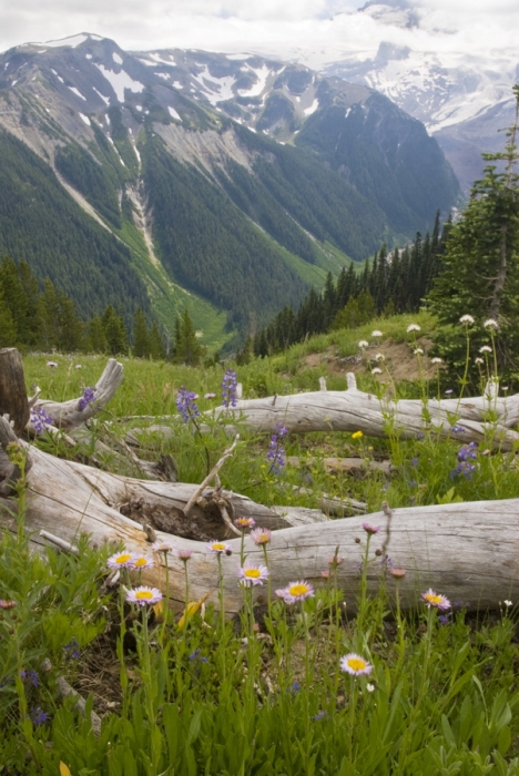 Meadow Flowers