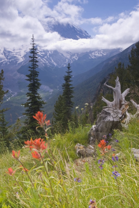 Scarlet Paintbrush in the Meadow