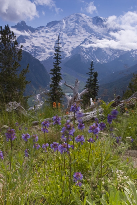 Colorful Meadow