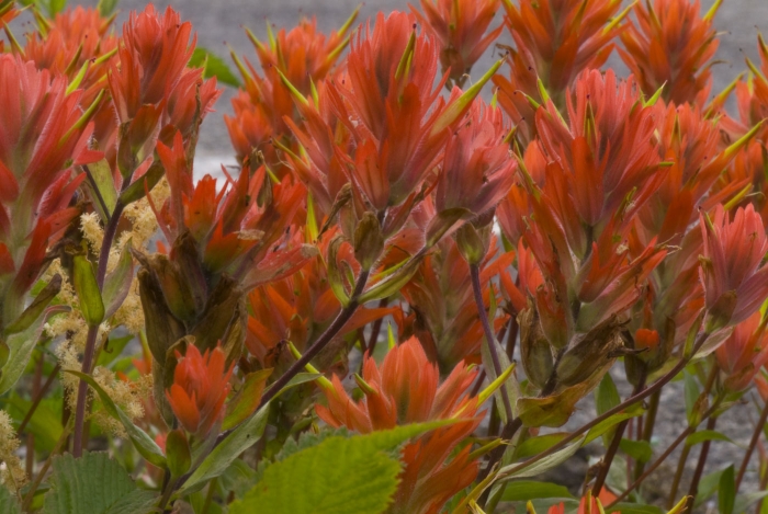 Scarlet Paintbrush +