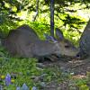 Bambi on Hurricane Ridge