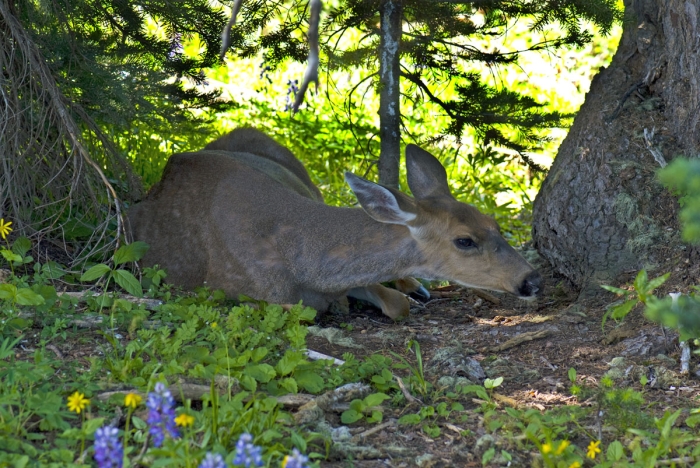 Bambi on Hurricane Ridge