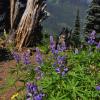 Hurricane Ridge