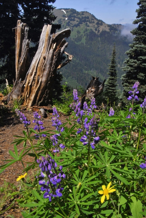 Hurricane Ridge