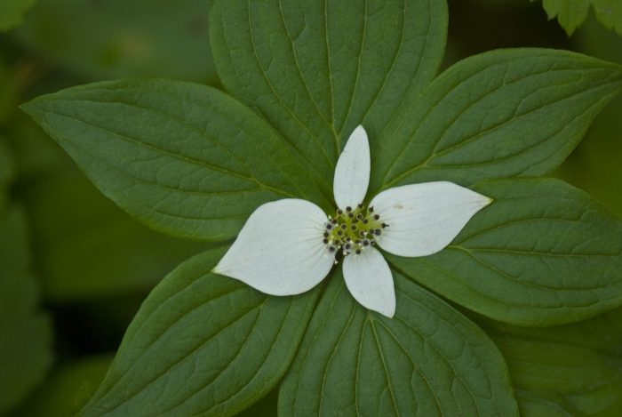 On the Forest Floor