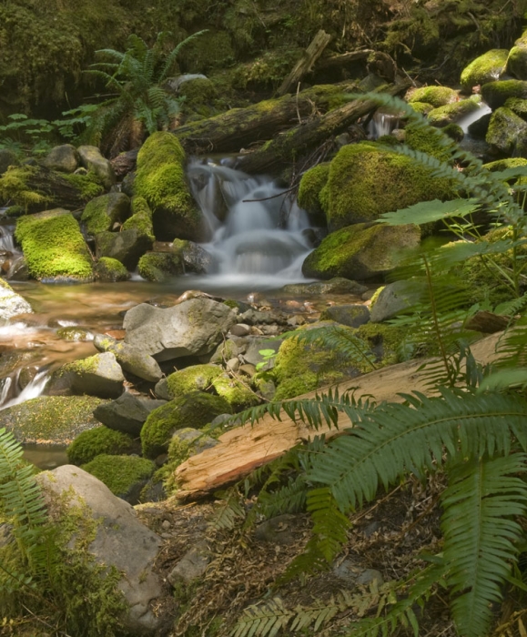 On the Way to Sol Duc Falls