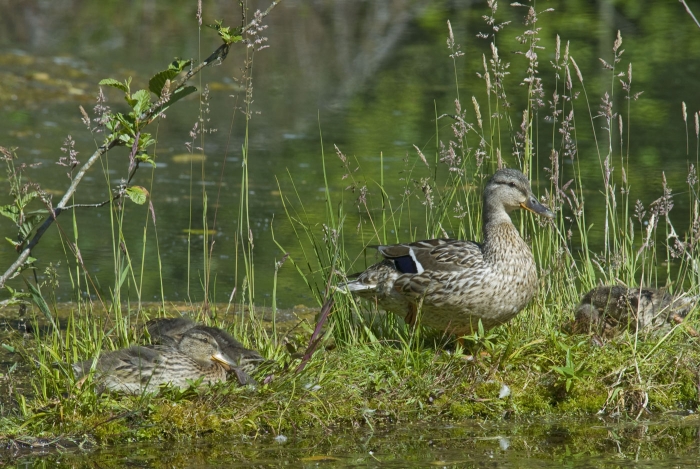 Black Duck & Ducklings in Olympic NP