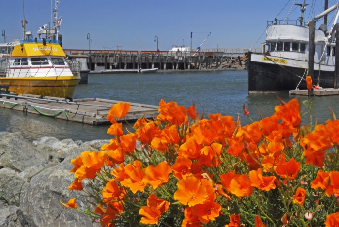 California Poppies at Bandon Harbor