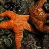 Sea Stars