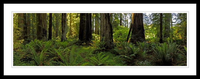 Jedidiah Smith Redwood Grove