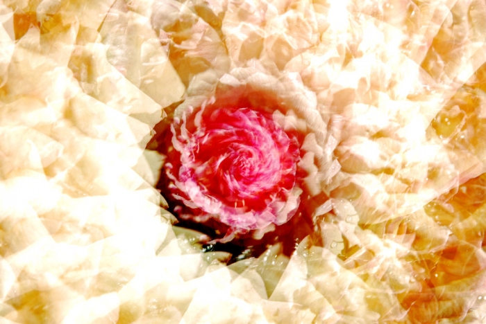 Multiple Exposure Rose