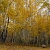 Drive-by Aspens +