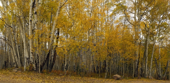 Drive-by Aspens +