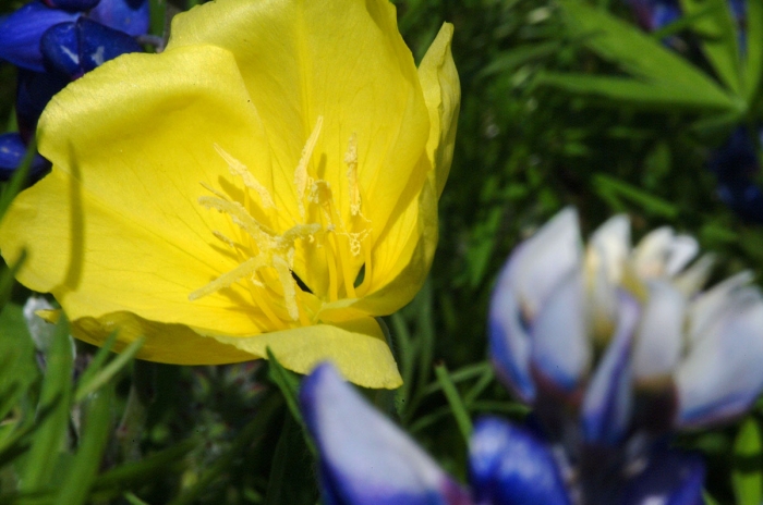 Missouri Primrose