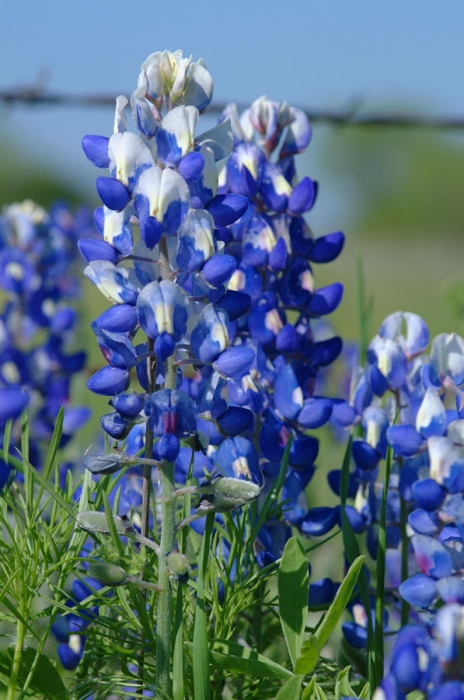 Bluebonnets and Barb Wire