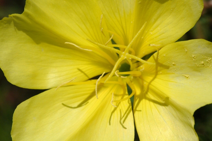 Missouri Primrose