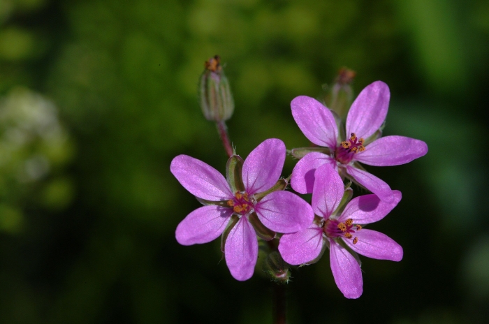 Stork's Bill (Eroduim Texanum)