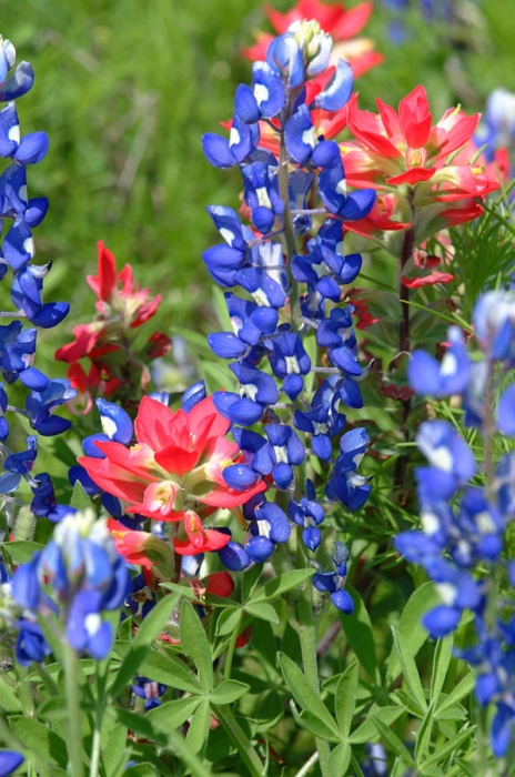 Bluebonnets & Paintbrush