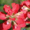 Red Paintbrush