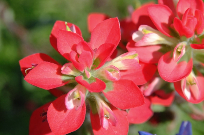 Red Paintbrush