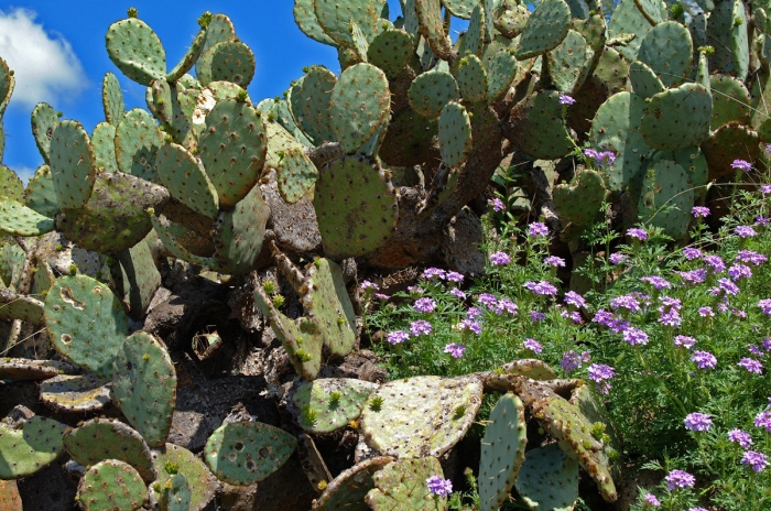 Verbena & Prickly Pear Cactus