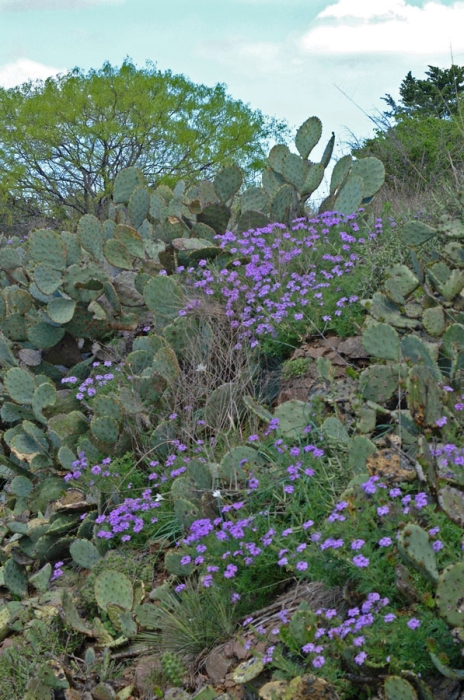 Verbena & Prickly Pear Cactus