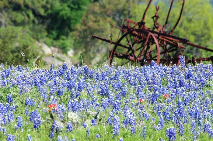 Springtooth & Bluebonnets